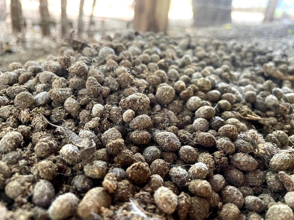 farmtribe_'s tweet photo. Rabbit manure at first glance may seem to be less powerful than commercial fertilizers but in reality they are better and healthier for your plants.
Rabbit manure contains essential nutrients like nitrogen (N), phosphorus (P), and potassium (K), which are crucial for plant growth. Unlike some other manures, rabbit manure has a well-balanced NPK ratio of N- 2.4 P- 1.4 K- .60, , promoting healthy plant development.
It is also one of the few fertilizers that will not burn your plants when added directly to the plant