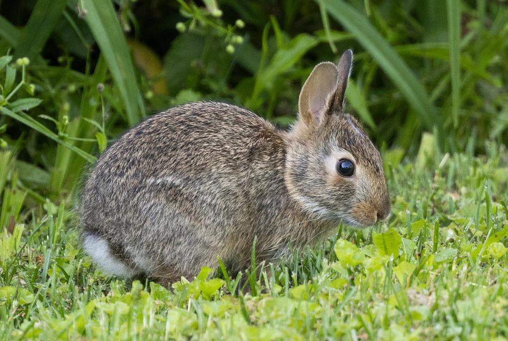 farmtribe_'s tweet photo. Rabbit manure at first glance may seem to be less powerful than commercial fertilizers but in reality they are better and healthier for your plants.
Rabbit manure contains essential nutrients like nitrogen (N), phosphorus (P), and potassium (K), which are crucial for plant growth. Unlike some other manures, rabbit manure has a well-balanced NPK ratio of N- 2.4 P- 1.4 K- .60, , promoting healthy plant development.
It is also one of the few fertilizers that will not burn your plants when added directly to the plant