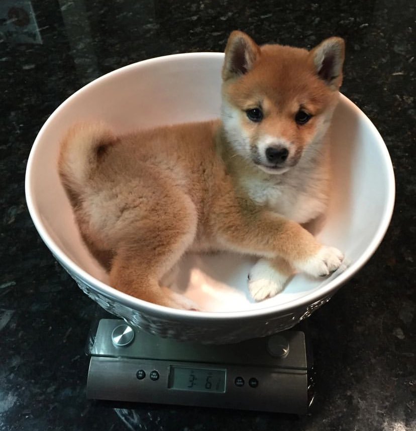 dogeofficialceo's tweet photo. How they weigh little doges https://t.co/0PXgD6E28B