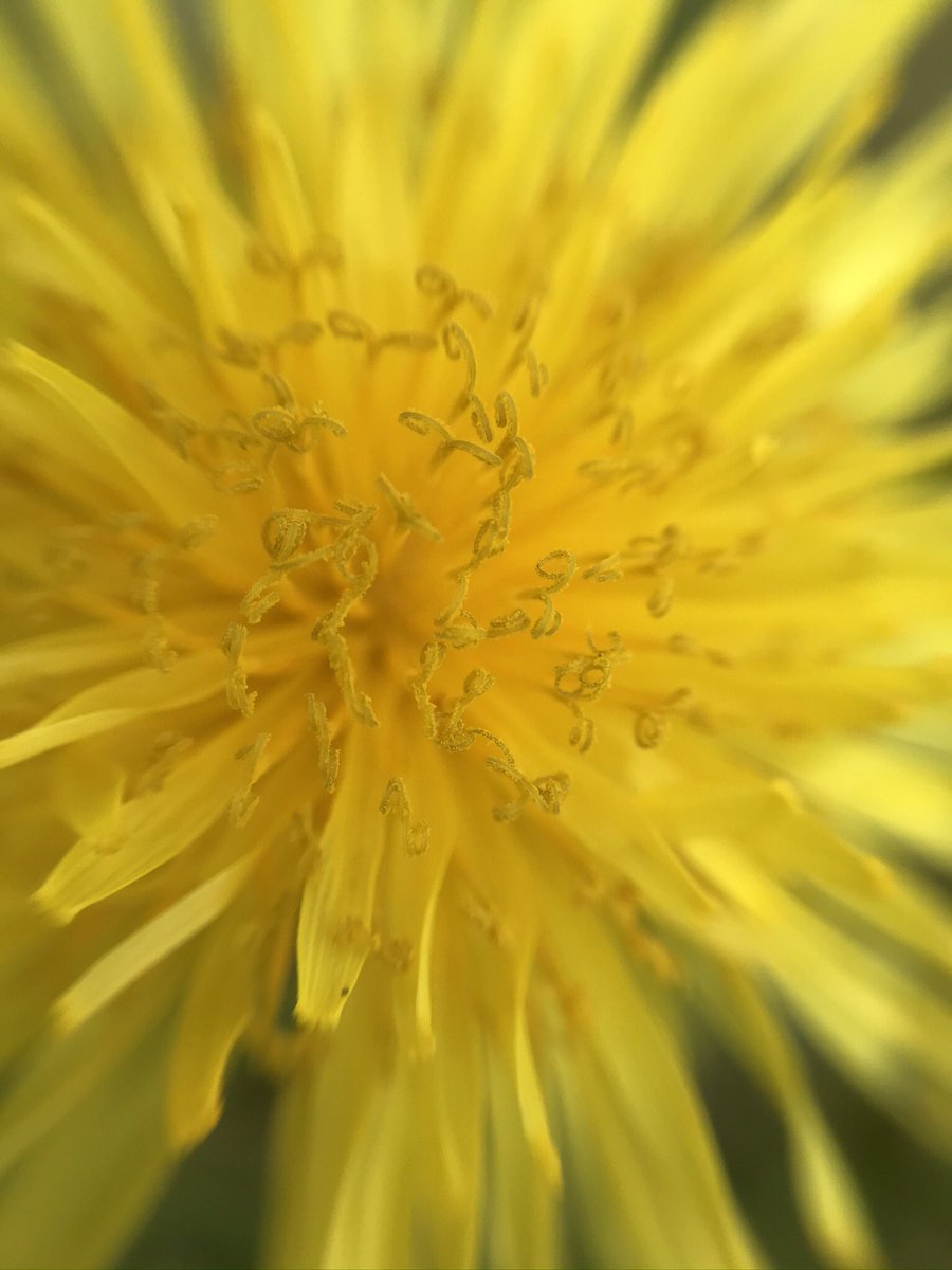 Beautiful Dandelions on Easter Sunday. Please don’t cut them all down! They’re so important for so many of our pollinators! @wildflower_hour @BSBIbotany @LGSpace @HantsIWWildlife @Naturalcalendar #EasterSunday #nature @Love_plants