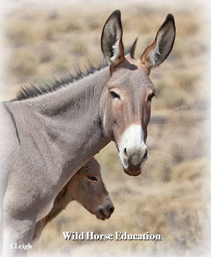 Wild #burros want you to know that bunnies aren't the only ones with spectacular ears! They also want to thank you for not forgetting them. We have active litigation, including action to help the long ears. > tinyurl.com/35zpb2p5 #HappyEaster (long ears day). #wildhorses 📷