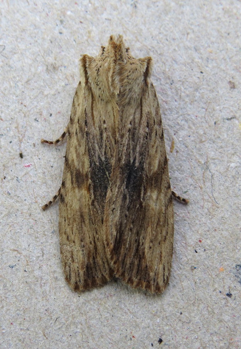 David Bedford (@davidbedford86) on Twitter photo Three new moths for the year in the trap <a href="/marburypatch/">marburypatch</a> this morning: Brindled Beauty, Early Grey & Pale Pinion. Three new moths for the year in the trap <a href="/marburypatch/">marburypatch</a> this morning: Brindled Beauty, Early Grey & Pale Pinion.