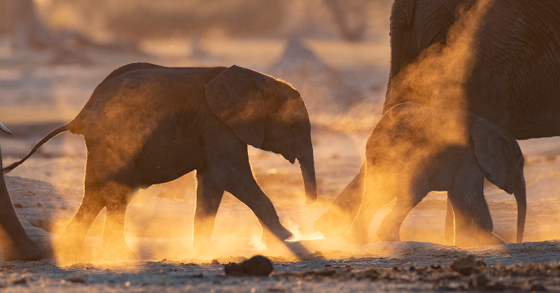 IFAWUK's tweet photo. Can you imagine the suffering that elephants and other wildlife experience as they search in vain for days on end for a drop of water to drink? 

Severe drought in southern Africa is killing animals. Help IFAW save lives. Donate now.

📸: © Rudi Van Aarde