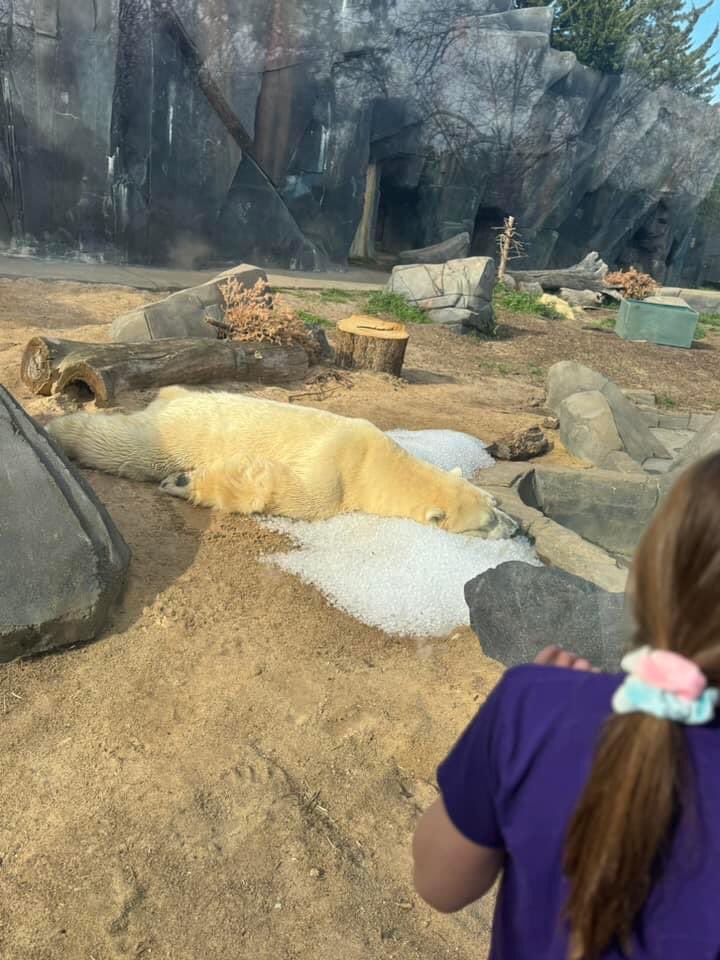 pimpsidee_E's tweet image. St.Louis zoo count yo mf days my lil cousin’s ain wanna see no half dead ass POLAR BEAR😒