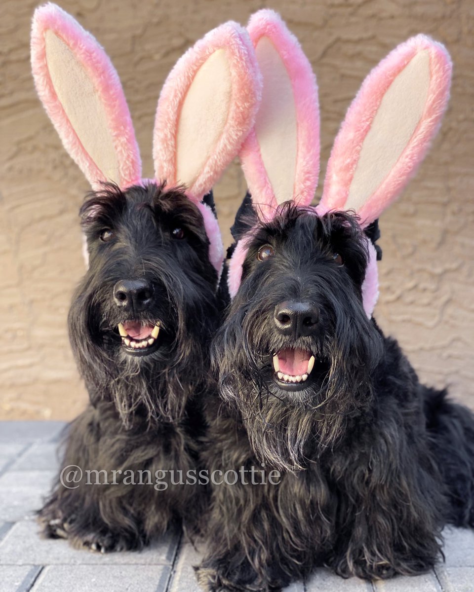 Happy Easter from Angus and Bon Scott! We hope you spend today with some-bunny special.