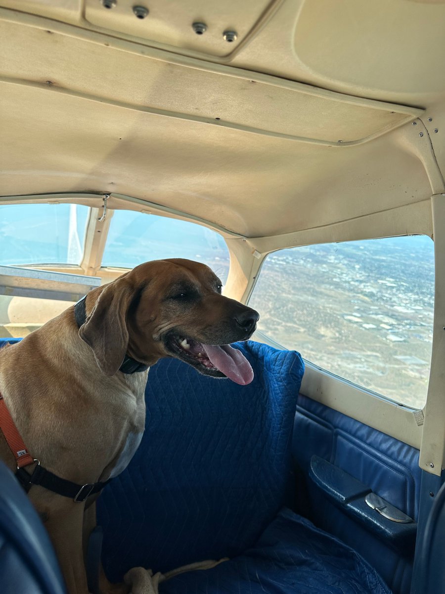 PilotsNPaws tweet picture