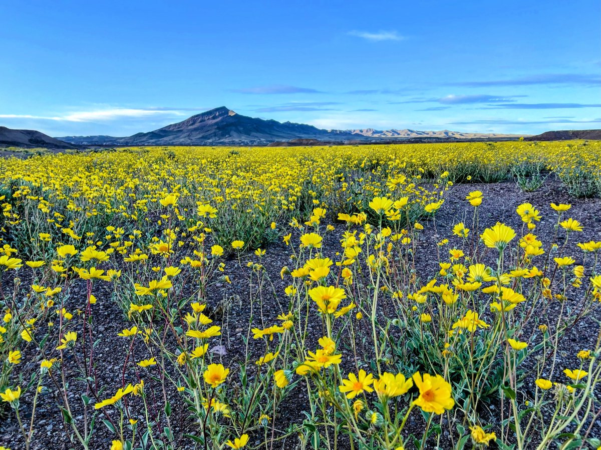 kammi_foote's tweet photo. #Tecopa https://t.co/qCZcU79efh