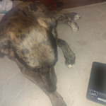 Photo by Team dog Nelson and Lucy #Removalshounds (@Europeanrel)