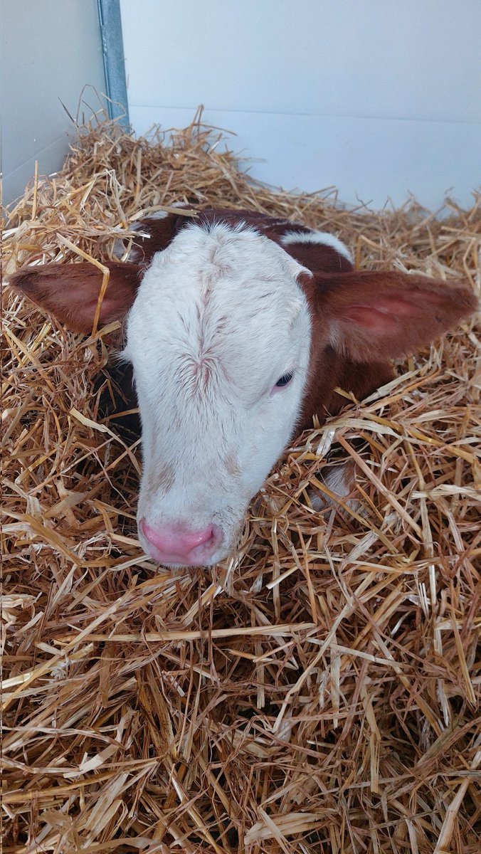 Quel  bel agneau Pascal  😱😱🤣🤣🤣tout rikiki 40 kg avec un mois d'avance 😱😱
Joyeuses Pâques 
<a href="/Agridemain/">#agridemain</a> <a href="/FrAgriKiki/">FrAgriKiKi</a> <a href="/Fragritwittos/">FranceAgritwittos♥️</a>