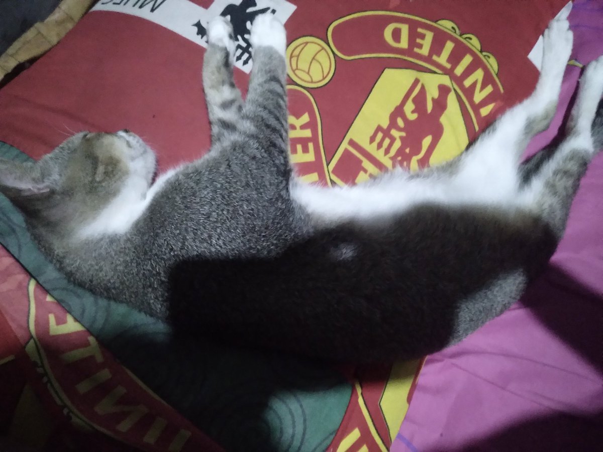 akhirnya kucingku balik setelah beberapa hari gak balik huhuu 😔😔😔
