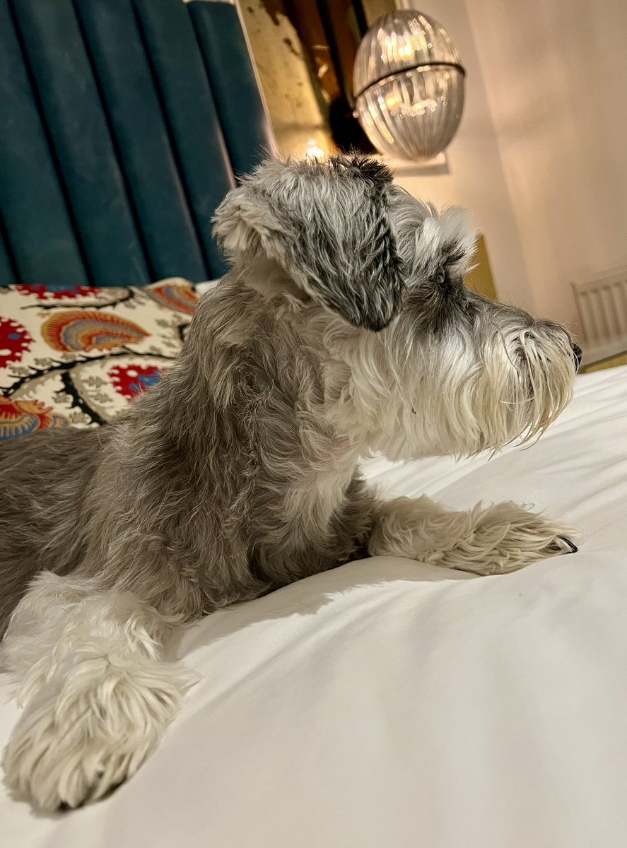 Arthur Schnauzer tweet media