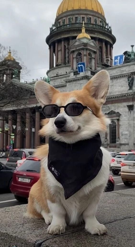 corgiloverus's tweet photo. Lovable Betties who are Always Up for Fun! https://t.co/jkdkcoChTr