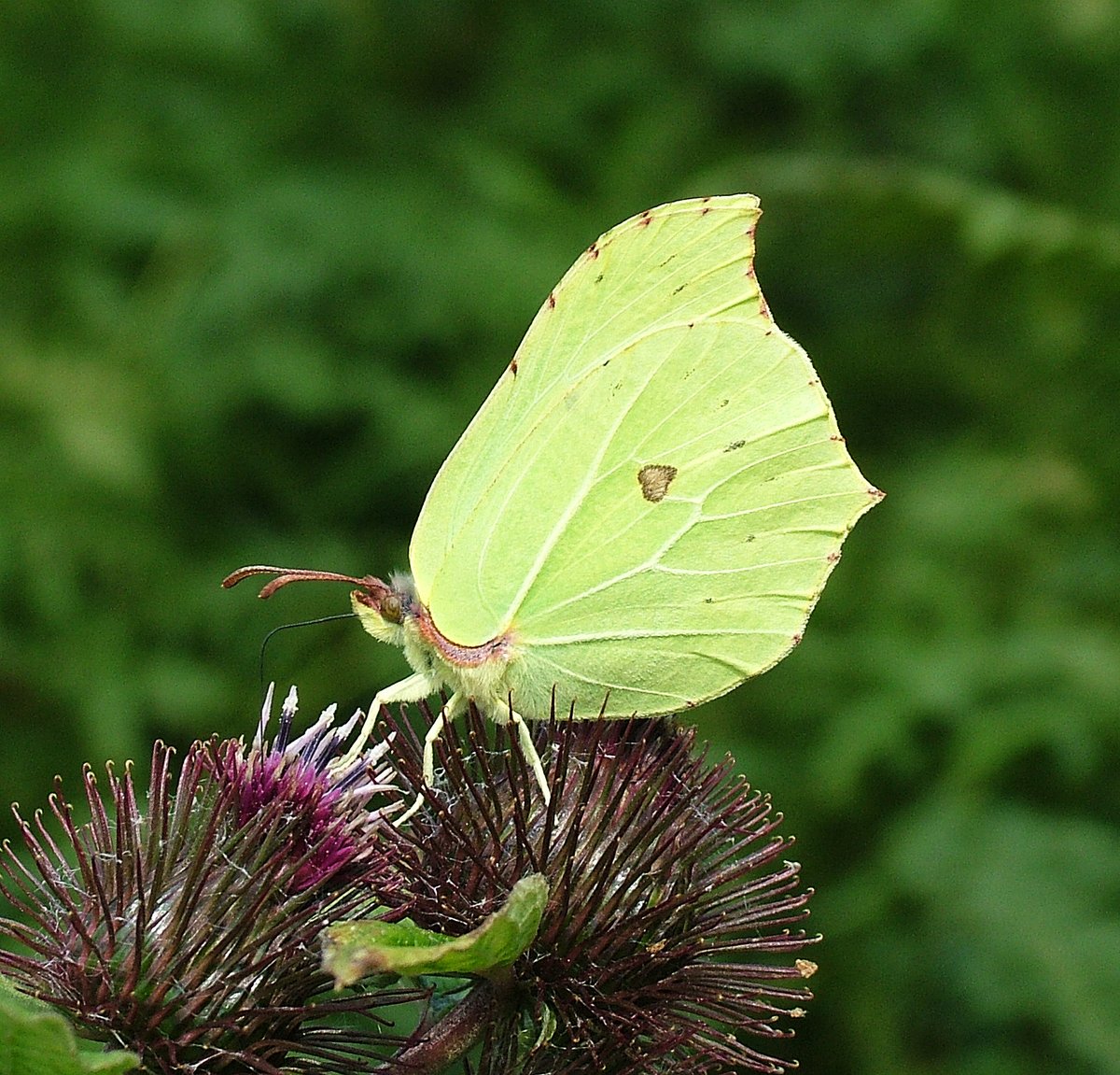 The most frequently reported species for the branch this week is Brimstone! Following behind are Peacock and Small Tortoiseshell. See the records here: cumbria-butterflies.org.uk/sightings (file photo).