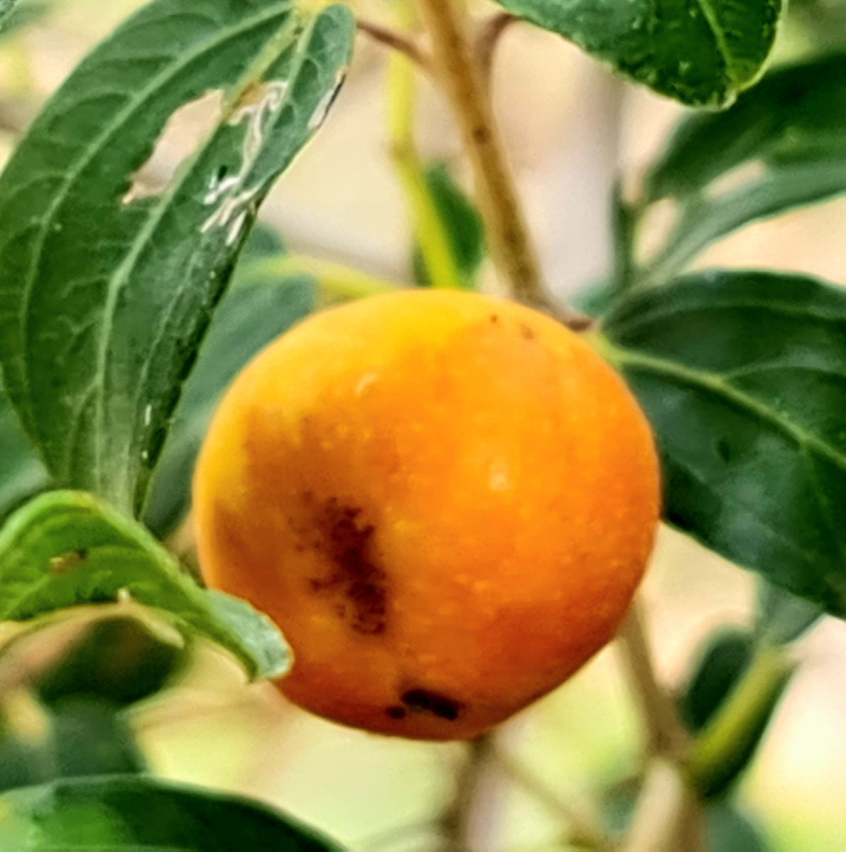 كنت في عمل ميداني صباح اليوم في فلج السحاماة الاثري، واستغربت من وجود اصابات بالغة #لذبابة_الفاكهة في #النبق (#السدر، الكنار) البري رغم عدم وجود مزارع قريبة!
اظن ان استعمال #المبيدات يؤدي الى استعمال مزيدا من المبيدات على المدى الطويل. لان المبيدات تقضي على الاعداء الفطرية لهذه