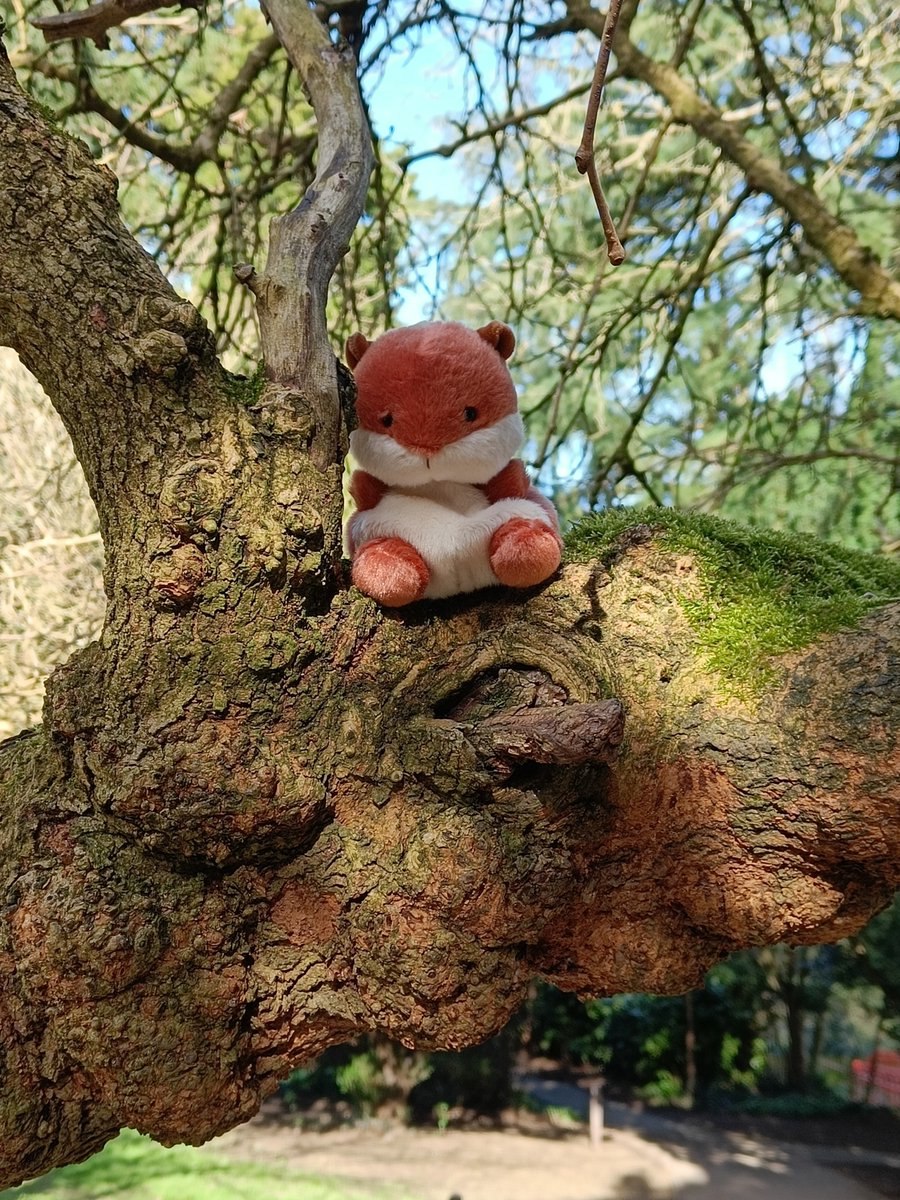 Meet Quirrel, the very sad squirrel 🥹🐿️ Faced with having to leave his beloved home because of the A38 expansion, he is on the search for a new tree 🌳😭 If you also think it's nuts to spend £2⃣5⃣0⃣ million on a road, support our legal challenge ⤵️ tinyurl.com/StopTheA38Sche…