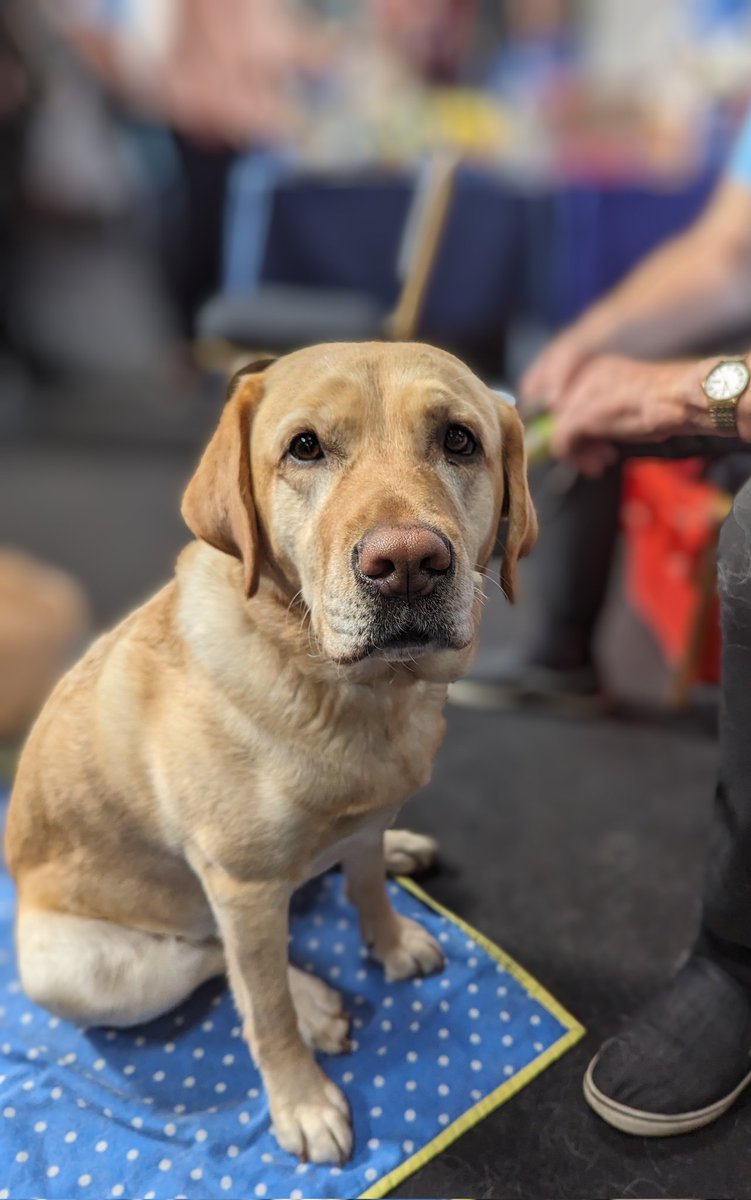 pastiche520's tweet photo. @IGFestUK @GodivaGuidedogs  Three amazing days supporting Guide Dogs at Insomnia. Thanks to everyone coming to talk to Dulci and I 🐾 https://t.co/bpA2TRtH2U