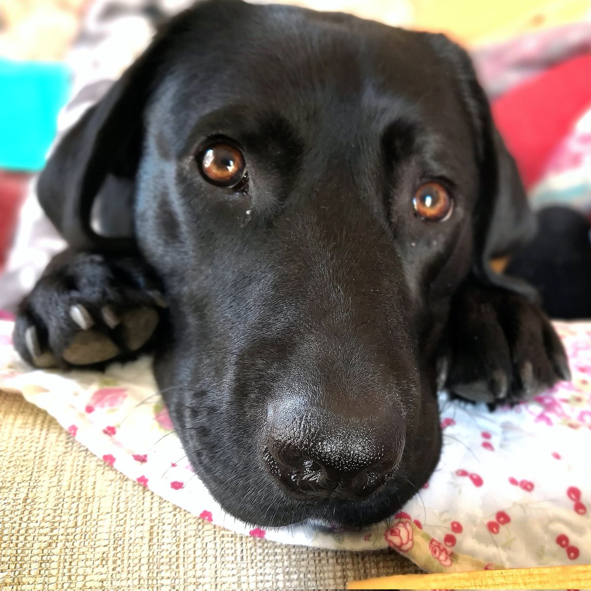 pastiche520's tweet photo. @IGFestUK @GodivaGuidedogs  Three amazing days supporting Guide Dogs at Insomnia. Thanks to everyone coming to talk to Dulci and I 🐾 https://t.co/bpA2TRtH2U