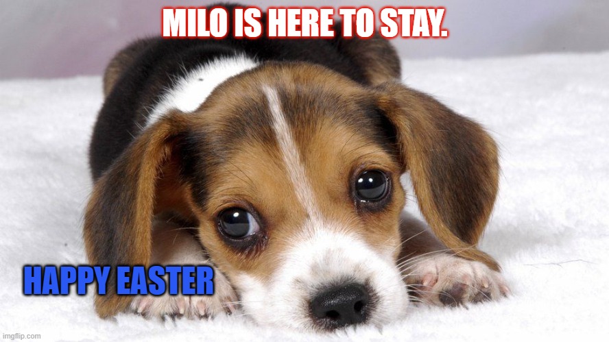 Miloinux's tweet image. Happy Easter!!

#memecoin #avax #avaxmemes #CryptoGemsMeme #eth #bitcoin #Bullrun2024