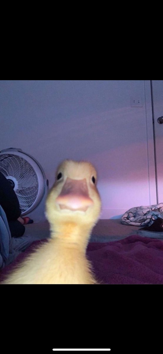 heedboi's tweet photo. @Eunicedwong $Harold is a cute duck taking a selfie https://t.co/Ezm0vJiivT