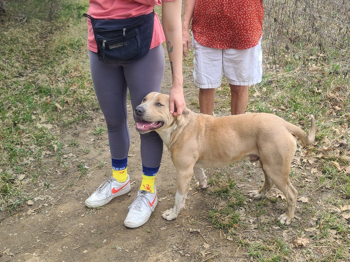 tenntrailblazer's tweet photo. Random trail dog out here following people around. https://t.co/YXB5hKtU9a