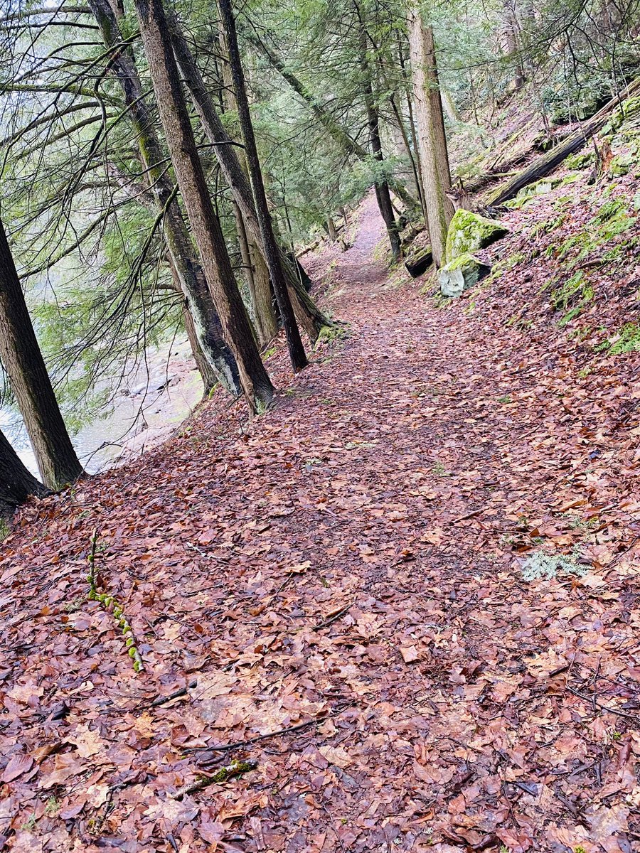 TonyMel13027869's tweet image. Morning walk by the river and up the Seneca trail a bit. #CookForest