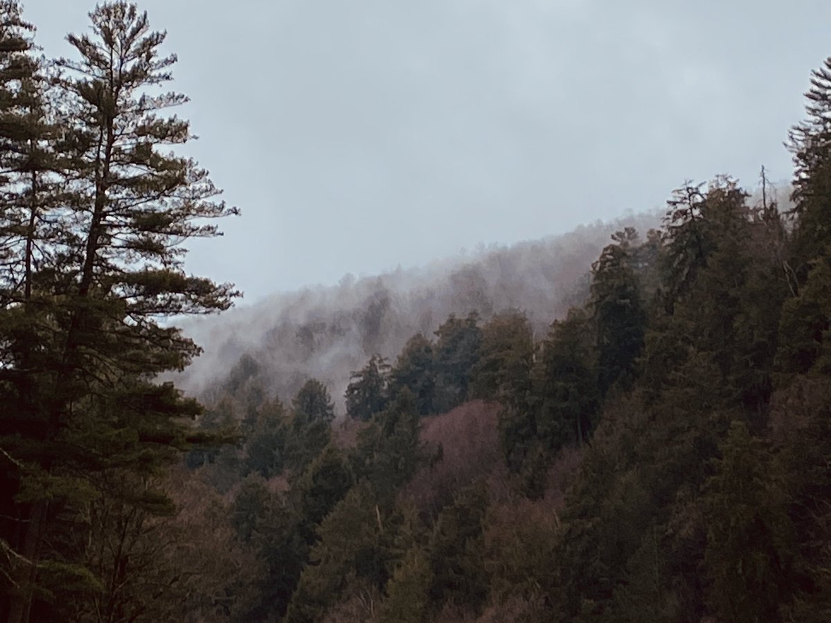 TonyMel13027869's tweet image. Morning walk by the river and up the Seneca trail a bit. #CookForest