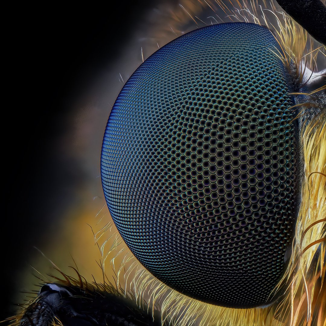 sagaOptics's tweet image. Eye of a robber fly, Choerades fimbriata

#choeradesfimbriata #robberfly #fransenmordfliege #mordfliege #asilidae #entomology #diptera