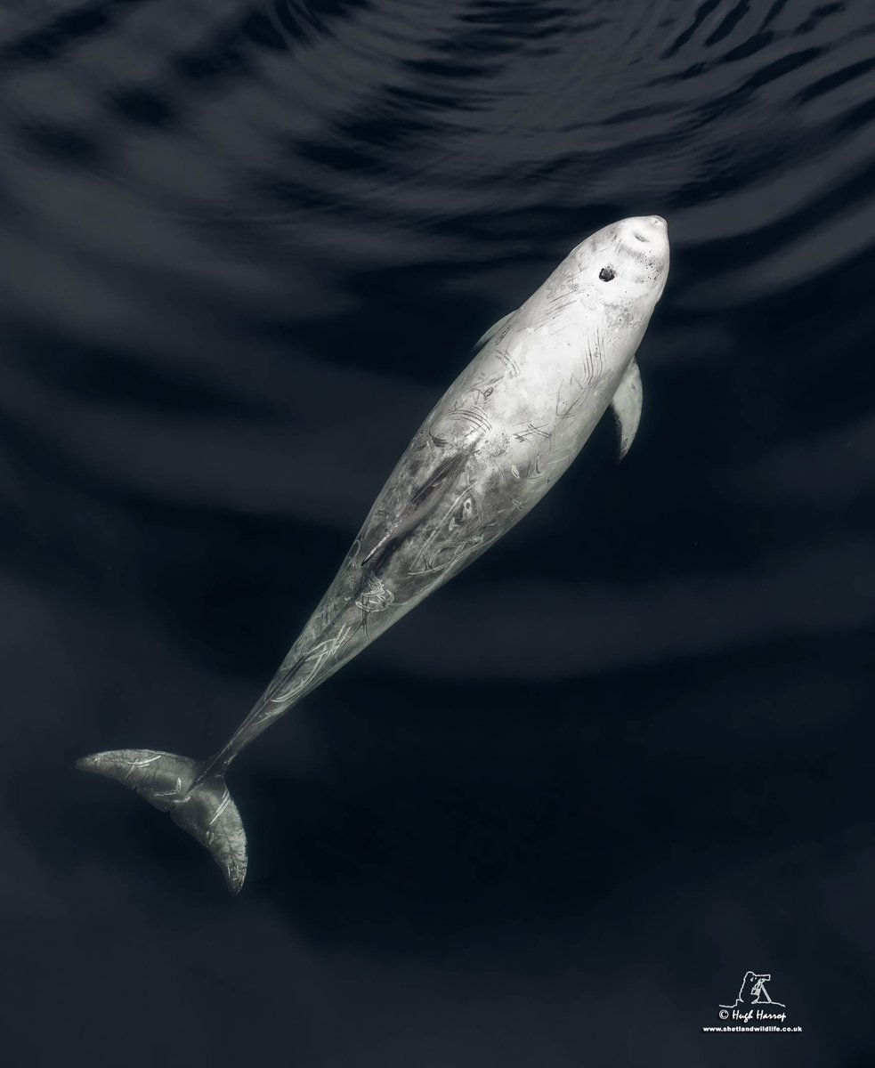 One of twelve Risso's Dolphins in Busta Voe, Shetland this morning. Extensive scarring on individuals is generally conspecific and forms the foundations for individual photo ID.