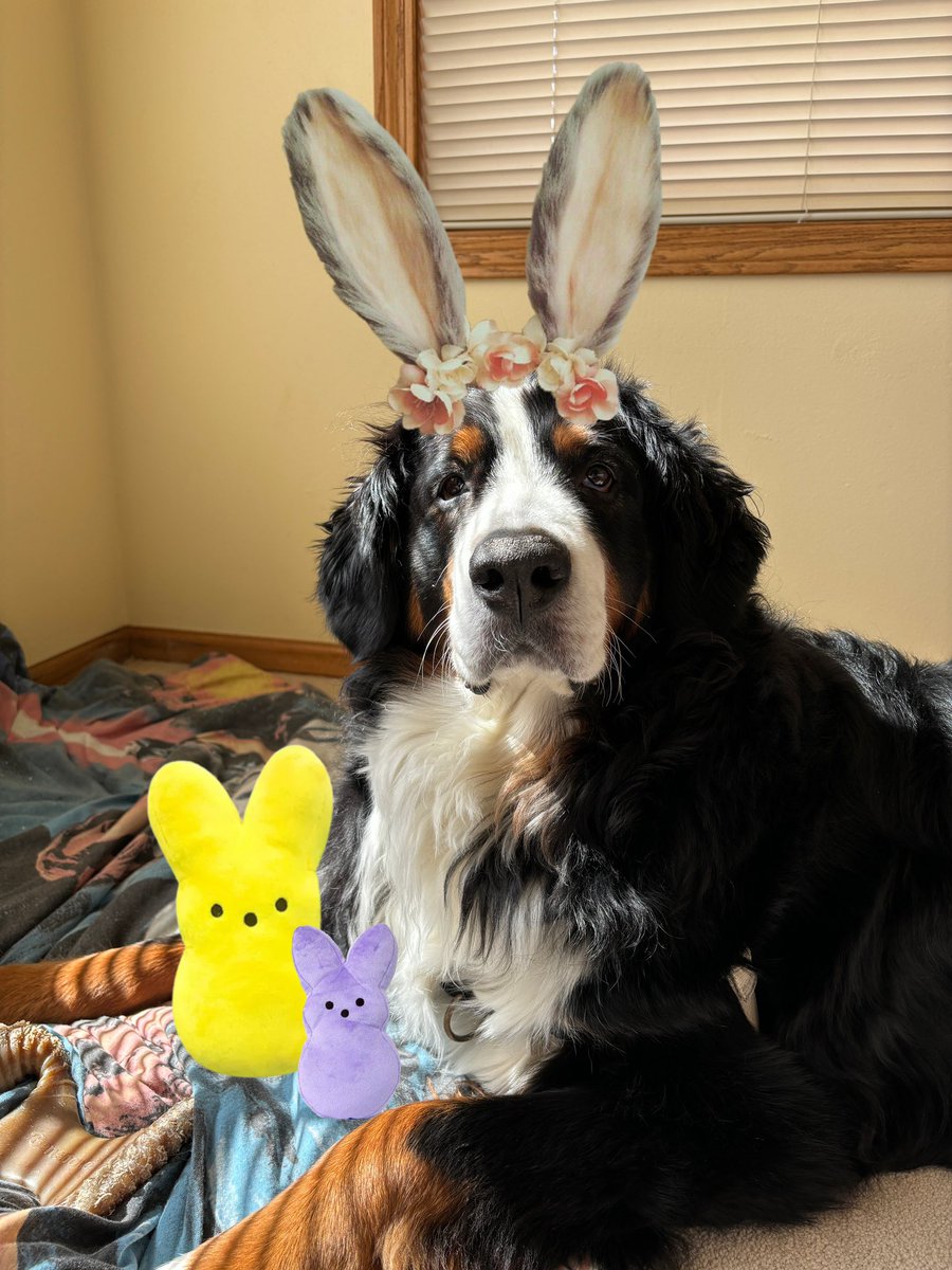 Hoppy easter to all my peeps 💛💜🩷🐰🐣 #bernesemountaindog #DogsofTwittter #DogsOnTwitter #HappyEaster #happyeaster2024 #EasterBunny #cute #peep