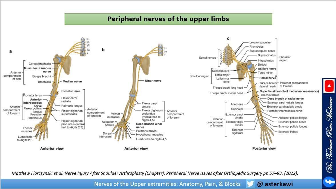 asterkawi's tweet photo. Enjoy this FREE and comprehensive course about upper limbs innervation, pain, blocks and peripheral nerve stimulation. 

https://t.co/eTHEBSt3wo

#regionalanesthesia #CRPS #nerveblock #neuralgia #chronicpain #painphysician https://t.co/VHFwGlcwwA