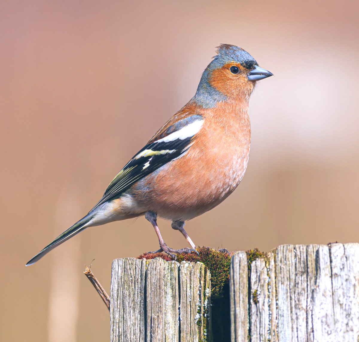 Todays Easter Sunday thread, common birds local to you, I’ll start with this chaffinch, Wigan UK 🇬🇧