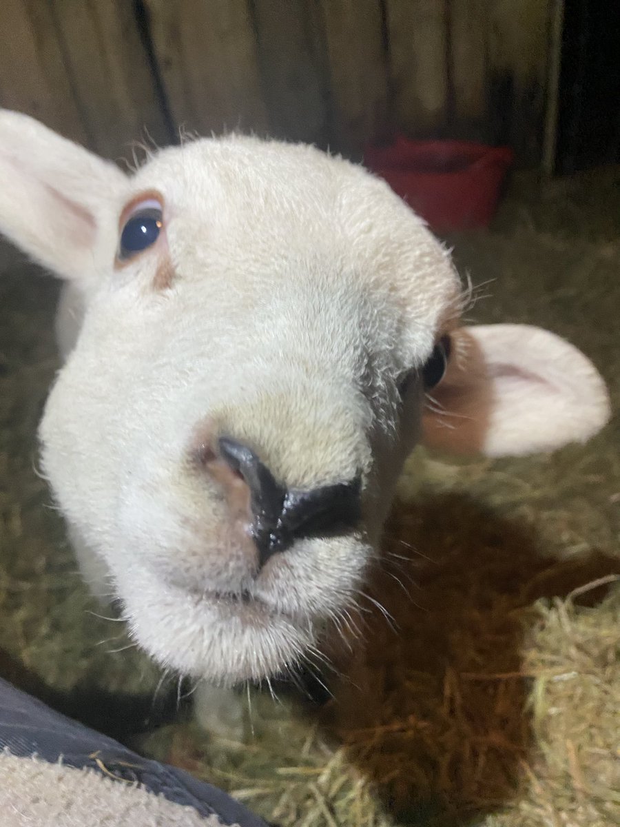 Happy Easter from Maggie! 🥰 she and her bestie Matilda are celebrating by boinging on and off hay bales, eating and having a nap 🐑🐑 safe and sound at @BTWsanctuary 

#sheeparefriendsnotfood #Lambs #Veganforthem