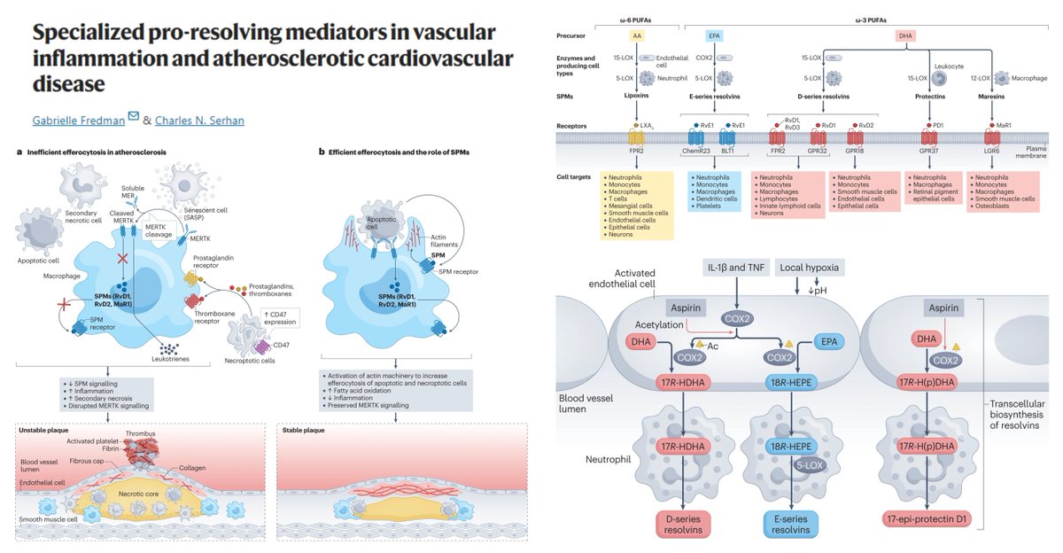 My continued biomedical education

Specialized Pro-resolving Mediators in vascular inflammation and atherosclerotic cardiovascular disease

Lipoxin
Resolvin
Protectin
Maresin

#EndothelialCell-#Neutrophil coordination in SPM biosynthesis🤠

⏫Macrophage #efferocytosis #MERTK…