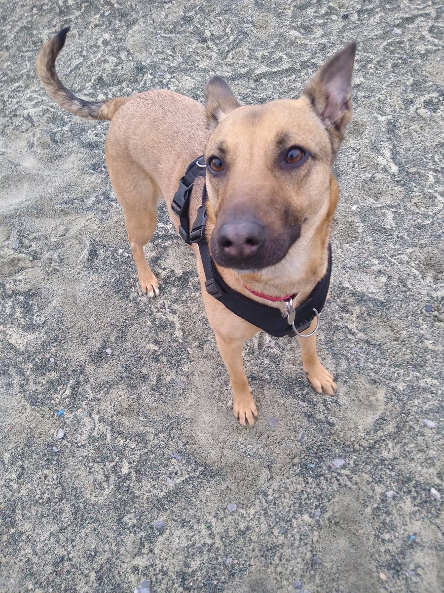 🏡 Do you have a home for adorable Acorn? Acorn is a very sweet girl who loves to lie down with her friends and receive lots of tummy rubs! She also has an energetic side and loves to have a good run around in an enclosed field rspcasolentbranch.org.uk/acorn/