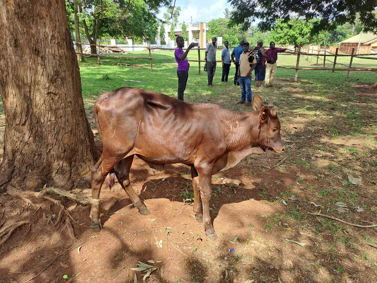 Thank You Gen Kashaka Steven for sending us a bull to celebrate in Masindi.
