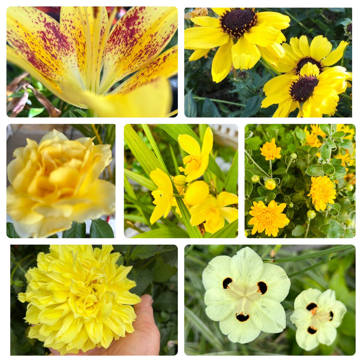 #SundayYellow
#SevenOnSunday
Gratitude places YOU in the energy field of plentitude.
Glow with gratitude and see how AWE and JOY will make their HOME in you
. 
Have a happy and blessed Easter Sunday

Mums, cone flowers, ground orchids, lily, 
dahlia, rose and doggie irises. 💛🌼
