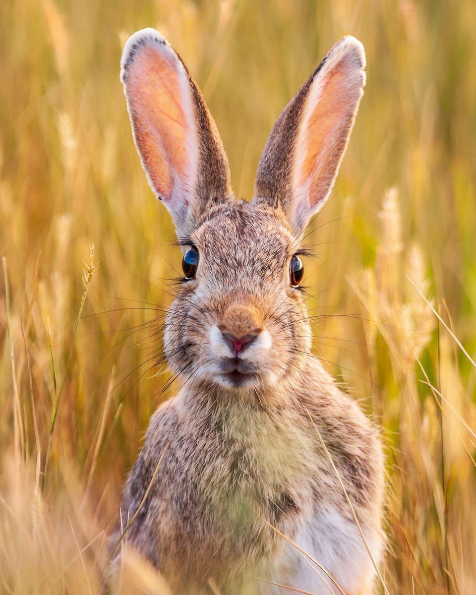 Happy Easter Montana! …. … …#easter #easterbunny #petercottontail #rabbit #happyeaster #bigskycountry #montana #lastbestplace #exploremontana #montanagram