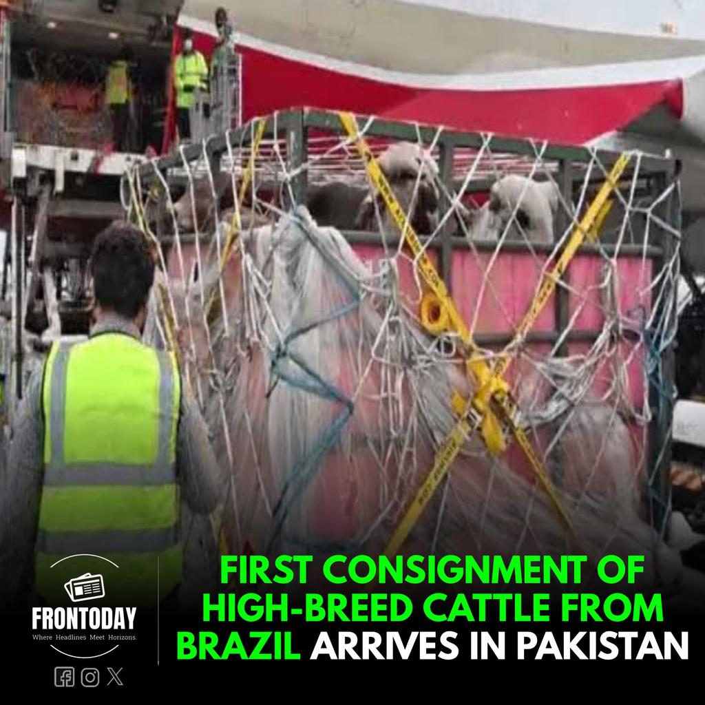 Exciting news! The first batch of high-quality cattle imported from Brazil has arrived in Pakistan under the Special Investment Council initiative. #LivestockDevelopment #BrazilPakistanInitiative #SIFC