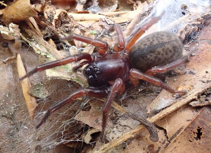 Went out to photo Coelotes atropos, common as muck here & for some reason never bothered to photograph it before. Great looking spider, at least before its kids eat it! @BritishSpiders @BerryTylan @graemelyons