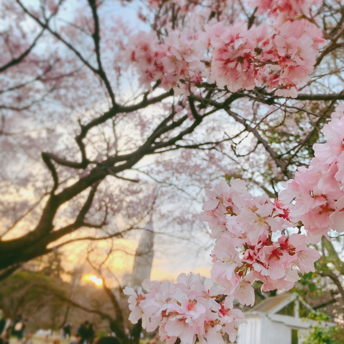 お花見してきたよ〜🌸 