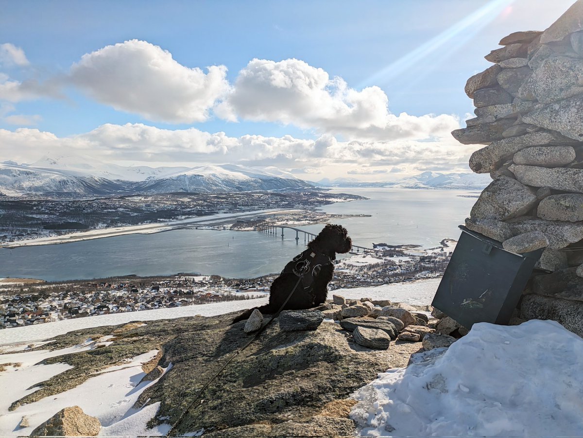 #Hiking them local hills. #Tromsø #Norway #AustralianCobberdog