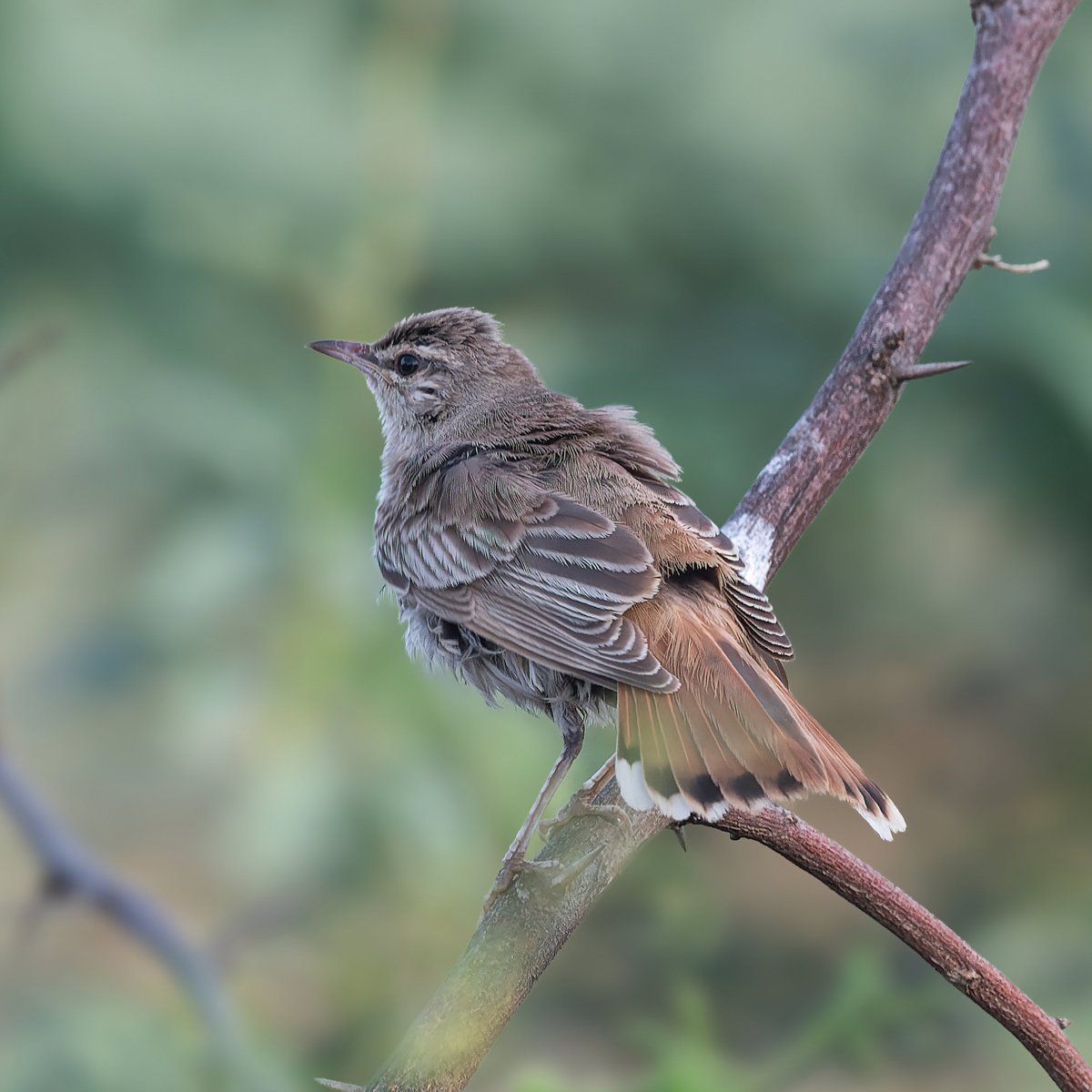 #MigratoryMonday

A large number of avian species moved from one place to another. And our today's theme is 'Migratory Birds'. Do post any migratory bird. Most liked pic in comment, will be reposted. Do vote for the best pic.

Rufous-tailed Scrub Robin
#IndiAves #ThePhotoHour