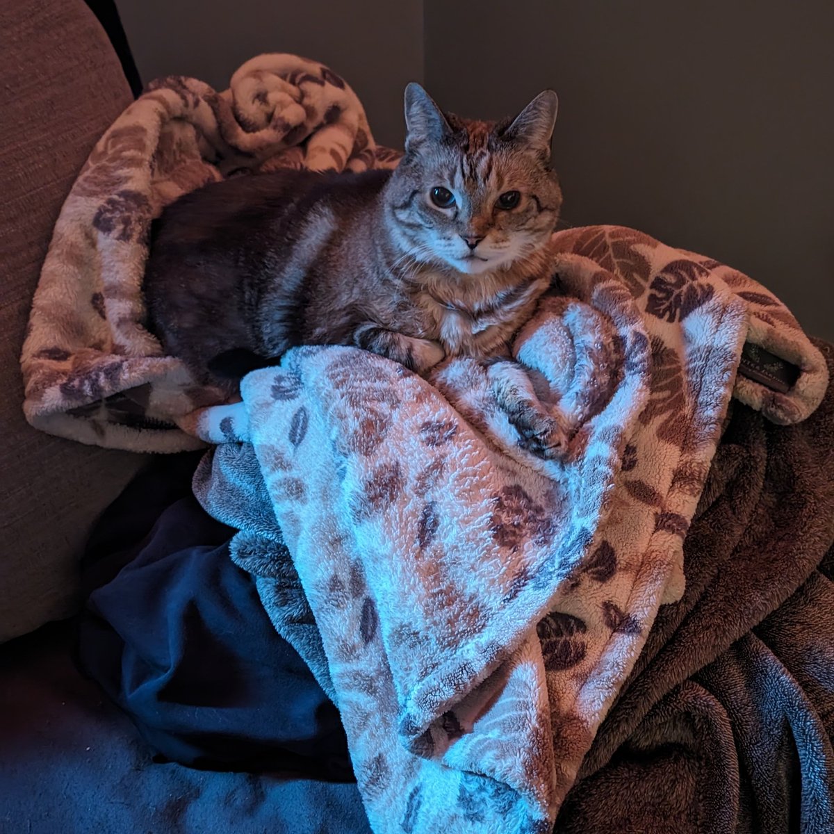 Blankie King