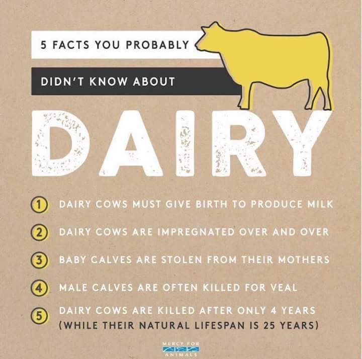 5 facts you probably didn't know about dairy #DitchDairy #GoVegan