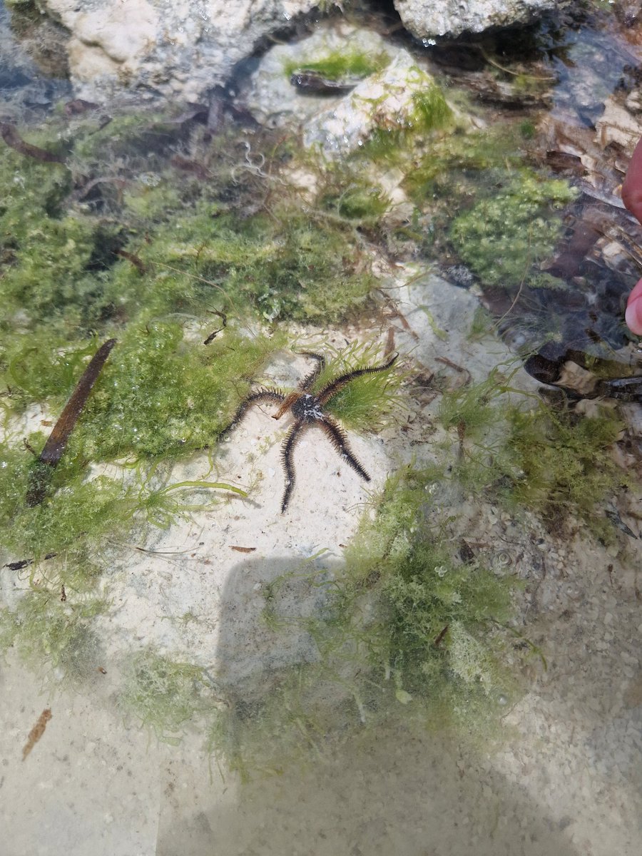 Applemore in Africa - Team Zanzibar update. Celebrating Easter but too hot for Easter eggs so we had a day at the beach. We went rock pooling, paddling in the Indian Ocean and swimming at the hotel. #AmbitiousForAll #AwesomeAtApplemore #AfterSunNeeded #HappyEaster