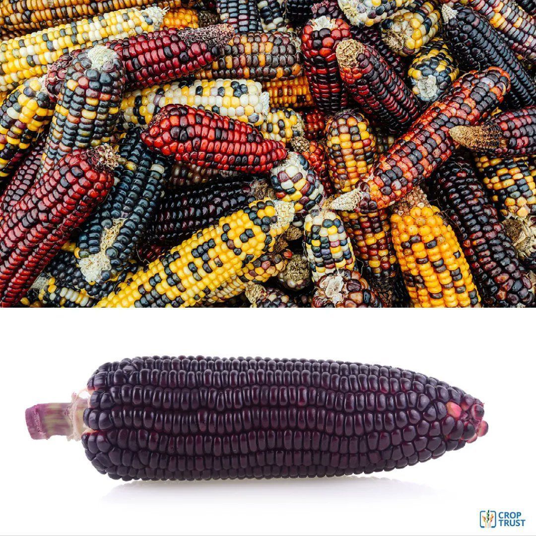 CropTrust's tweet photo. Plant breeders and scientists use crop diversity to develop new varieties that are nutritious and tasty and adapted to local growing conditions.  

Securing the world’s crop diversity is a prerequisite for future food and nutrition security. 

More ➡️ https://t.co/uZQ1wDuTl9 https://t.co/UCv3JrCaxi