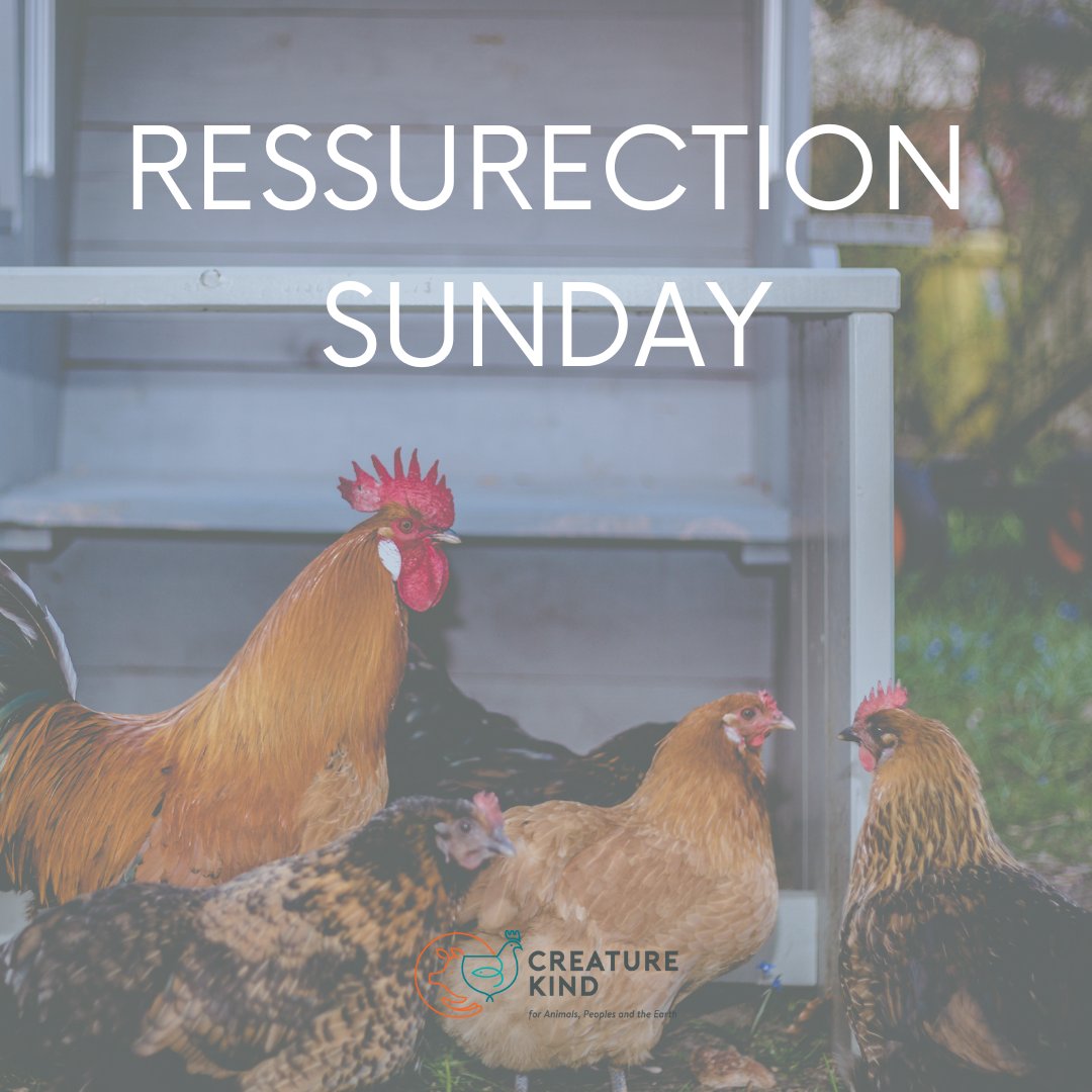 Let's embrace the fruits of love and gentleness, extending compassion not only to humans but to all creatures. Easter brings hope for holistic renewal - for humanity, for animals, for our planet. Let's live out this message of restoration and love. ⁠