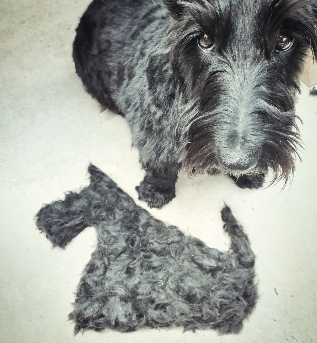 Clipped Wilma and made myself a whole new scottie... 😅😍