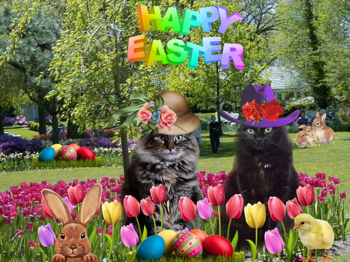 Happy Easter to all! 🐇🐤🐇🐤 #CatsOfTwitter #CatsAreFamily #Hedgewatch #easter2024 #NaughtyPetsClub #EdibleCatsClub