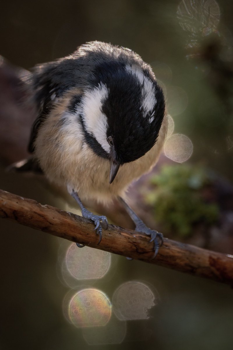 Coal Tit

Beautiful light, and wonderful little bird 

#coaltit #birds #birdphotography  #wildlifephotography #nature